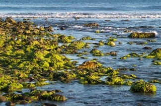 A view of the Malibu Lagoon.