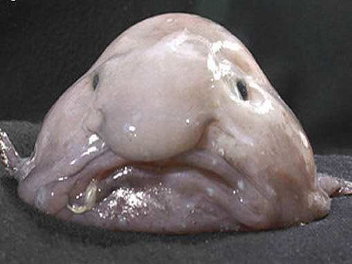 The blobfish: World's ugliest animal?