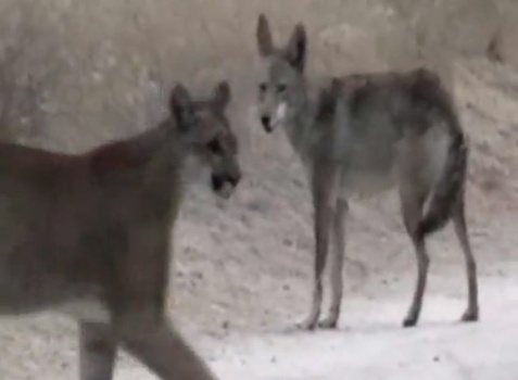cougar coyote