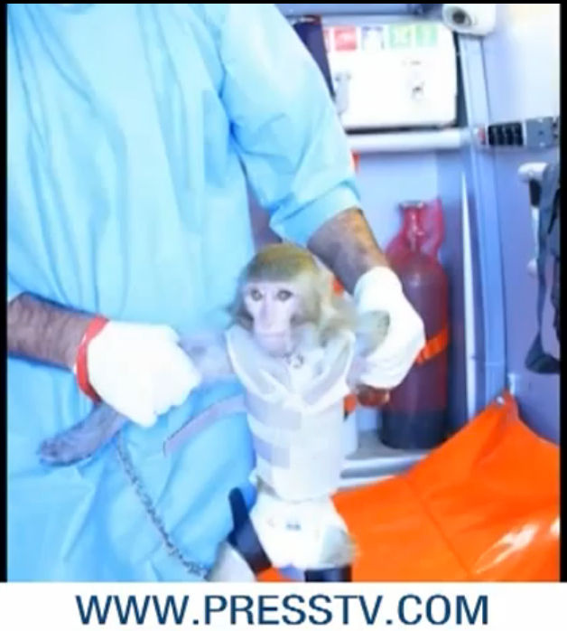 A screen grab from a video produced by Iran's state news agency shows the monkey that the country claimed it successfully launched into space.
