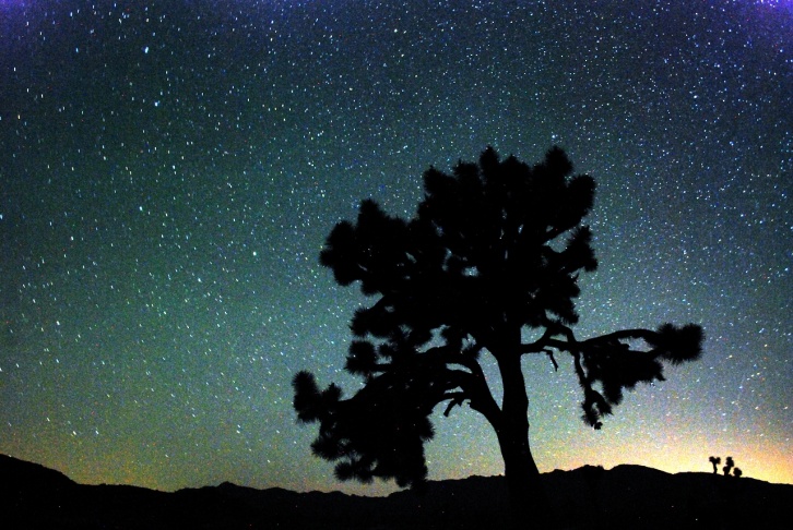 joshua tree