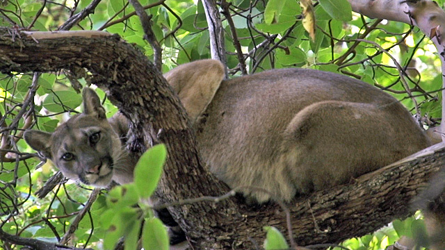 Wildlife crossing california report