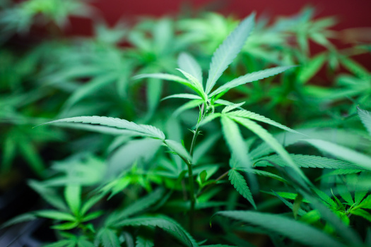 Medical Marijuana