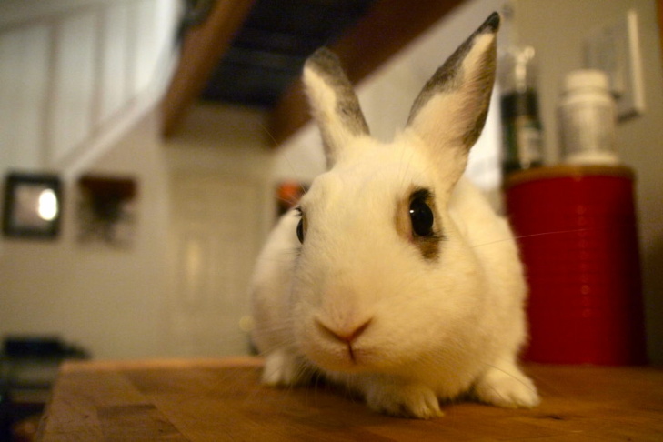 Arthur the rabbit