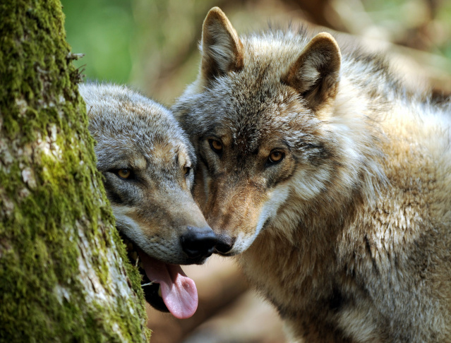 Two young wolves hide behind a tree on A