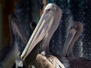 File photo of brown pelicans.