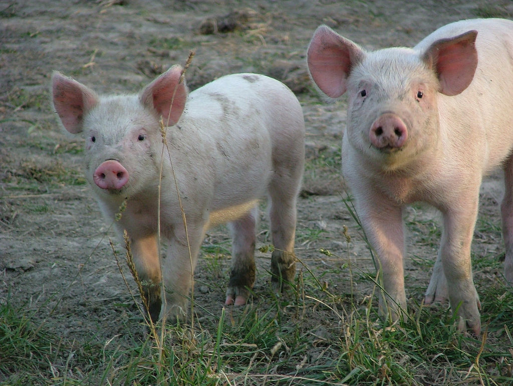 Did someone say prebiotics?