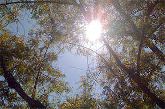 The sun shining over Pasadena Tuesday, July 13, 2010.