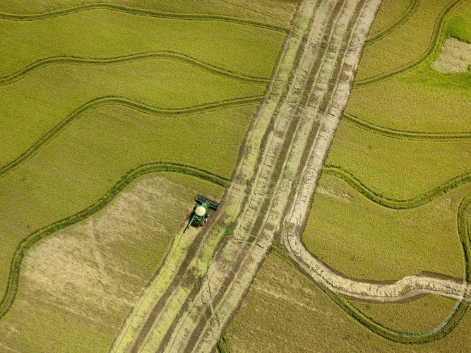 A combine harvests rice near Tucker, Ark., as consumer groups pressure the FDA to set federal standards on arsenic in rice.