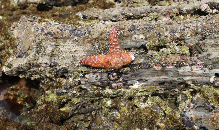 Sea Star wasting disease 1
