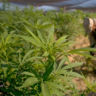 Marijuana