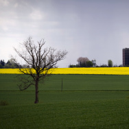 A grain silo is seen next to a rape fiel