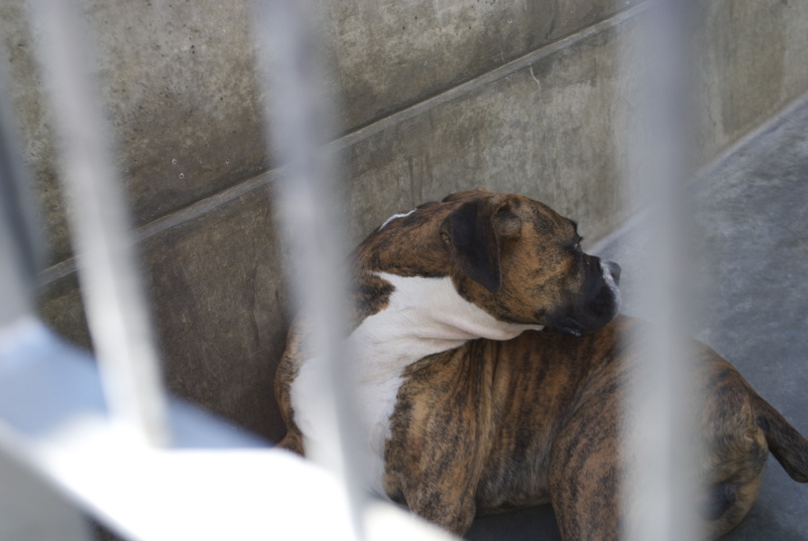 pit bull Pasadena