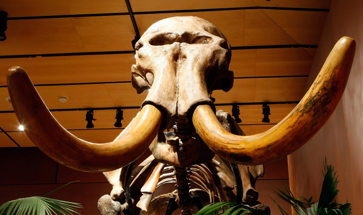 Tyrannosaurus Rex Skeleton To Be Auctioned Off In Las Vegas