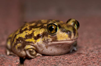 FILE: Western toad