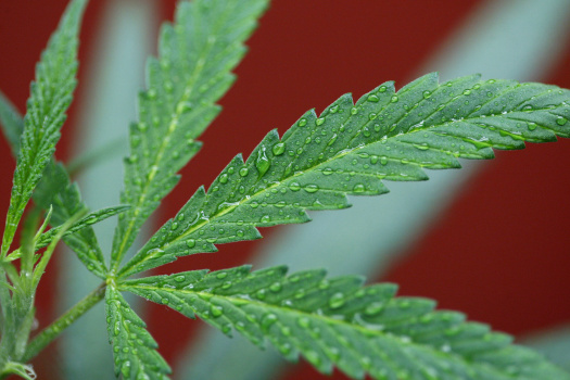 Los Angeles To Not Enforce Ban On Marijuana Dispensaries