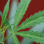 Los Angeles To Not Enforce Ban On Marijuana Dispensaries