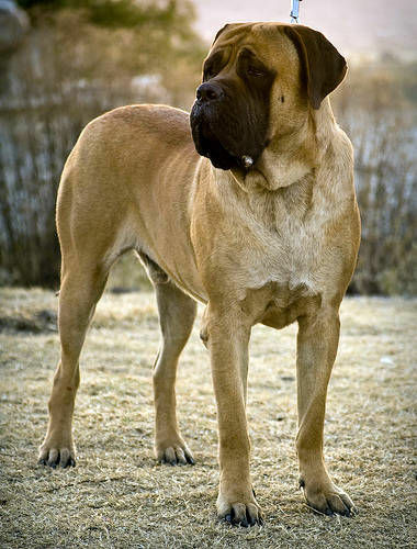Some mastiffs can weigh as much as 200 pounds.