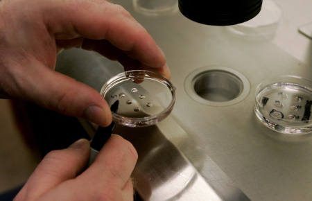 California Embryo Bank Provides Donated Eggs For Stem Cell Research