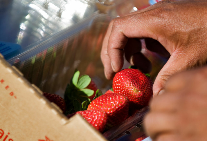 Strawberry Farm - 7