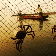 Workers Harvest Crabs In Wuhan
