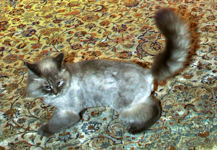 A picture taken July 6, 2009, shows Doro