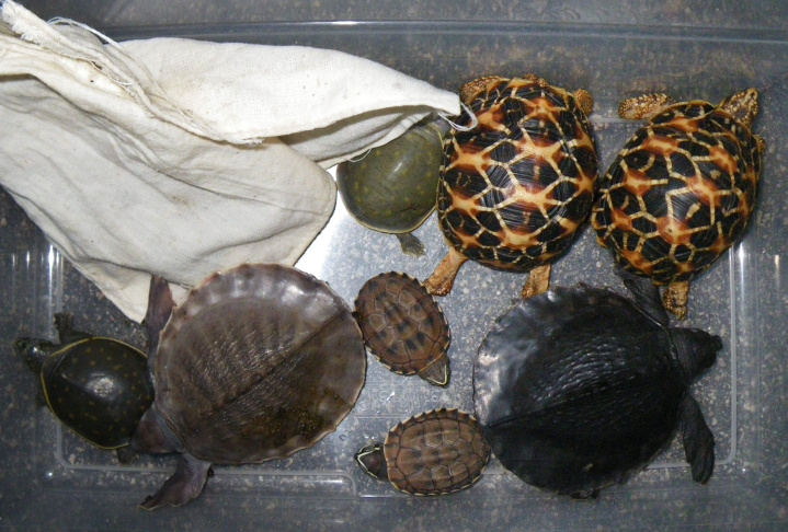 Turtle Smuggling