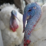 US-HOLIDAY-TURKEYS