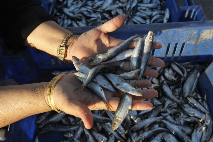 PALESTINIAN-DAILYLIFE-FISHING