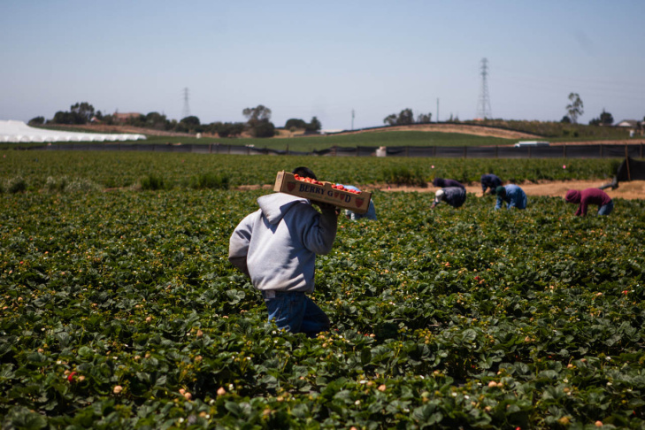 Walmart Strawberry Supply Chain
