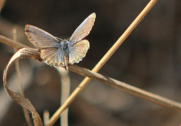 El segundo blue butterfly