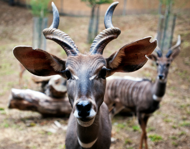 LA Zoo New Animals - 1