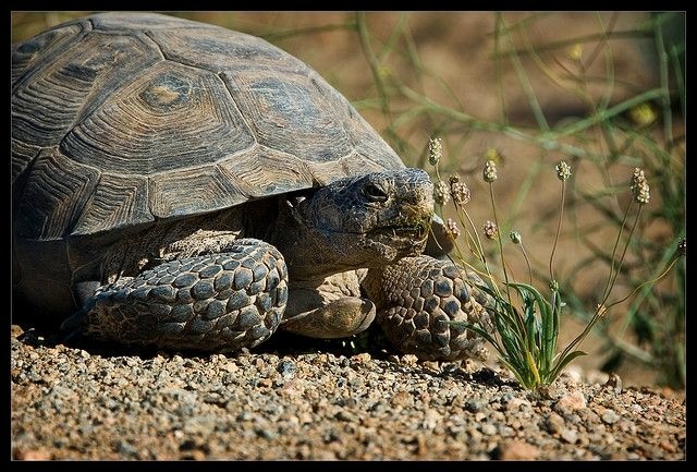 Desert Tortoise