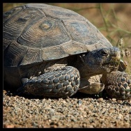 Desert Tortoise