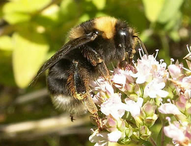 Bumble Bee
