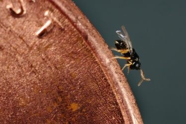 Diaphorencyrtus aligarhensis, a natural enemy of the Asian citrus psyllid, is seen here on the edge of a penny.