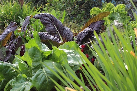 Vegetables in Ron Finley's garden