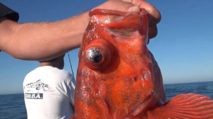 rockfish Barotrauma video still