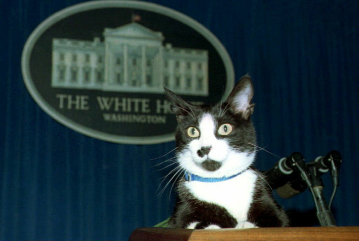 Socks, the White House cat, sits atop the podium i