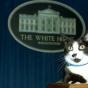 Socks, the White House cat, sits atop the podium i