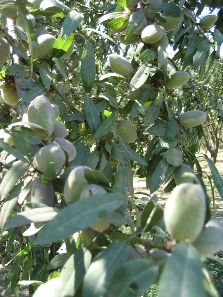 The biggest export from the Golden State to Russia is almonds.