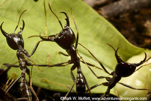 Ants at war