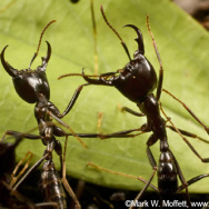 Ants at war