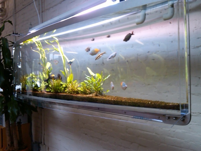 Idealab-Fish-MDB