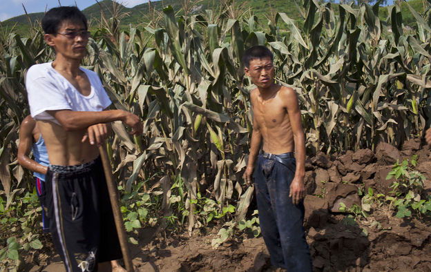 The U.N. says food supplies in North Korea have increased, but citizens who spoke to NPR say many people are going hungry. In this photo from Aug. 13, workers stand next to a field that was damaged by flooding in Songchon County, North Korea.
