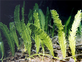Caulerpa Taxifolia, an invasive seaweed from the Mediterranean Sea, cost the state of California $7 million to eradicate from coastal waters.