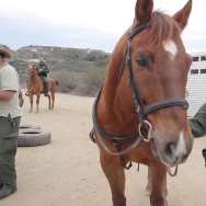 Horse Patrol