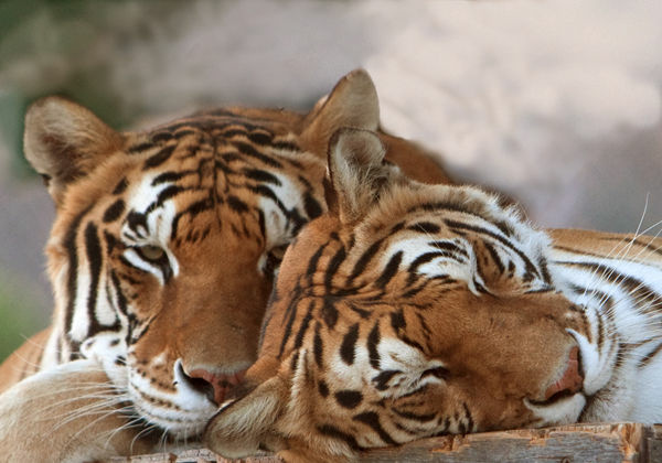 Thriller and his brother Sabu at the Shambala Compound.
