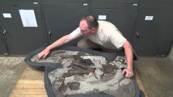 A Tour of the Skeleton of "Joe" the Baby Parasaurolophus