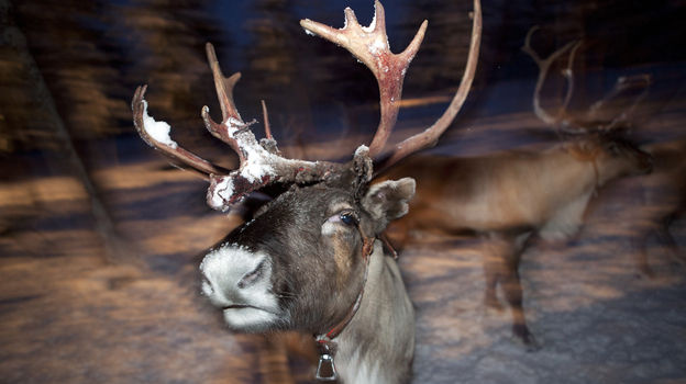 reindeer